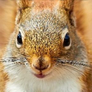 Meet your Posher, Mum